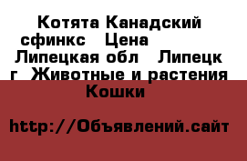 Котята Канадский сфинкс › Цена ­ 12 500 - Липецкая обл., Липецк г. Животные и растения » Кошки   